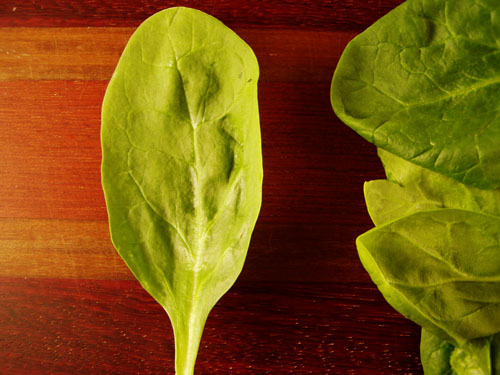spinach-leaf-small