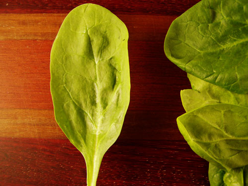 Leaf Spinach